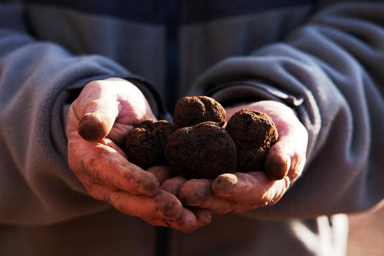 Truffes : Comment Se Fixer Des Objectifs D'entreprise ?